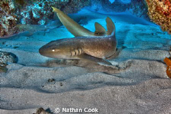A Nurse Shark shows off for the camera by Nathan Cook 
